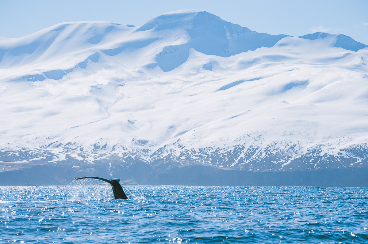 walvis tour IJsland